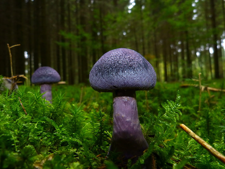 Purple Mushroom in Green Mossy Forest