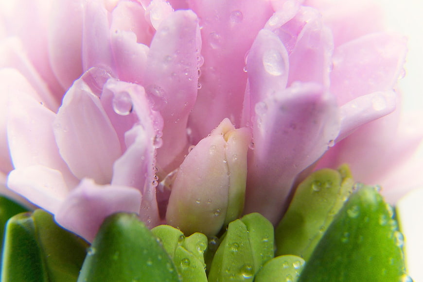 Macro Close-Up of Pink Crocus Flower with Water Droplets
