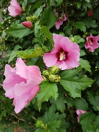 Pink Hibiscus Flowers Blooming on Green Bush