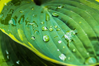 Close-up of green leaf with water droplets and yellow edge