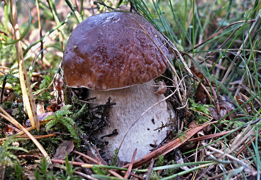 Close-up of a brown boletus mushroom in forest moss