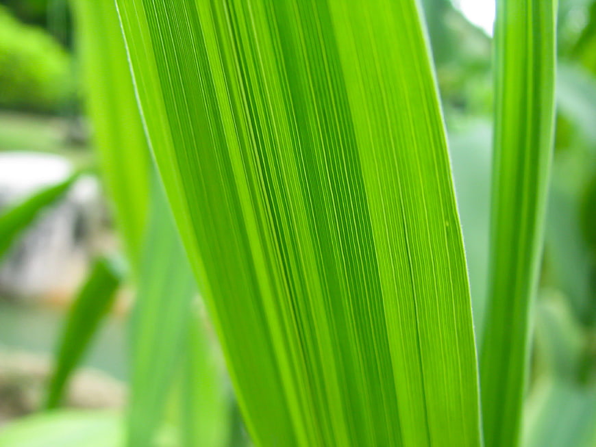 Close-Up of Vibrant Green Leaf with Parallel Veins