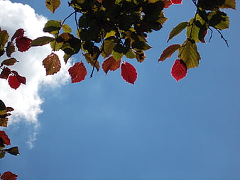 Autumn Leaves Against Blue Sky with Copyspace