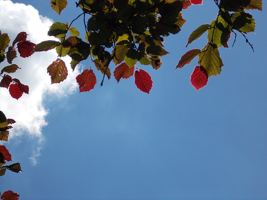 Autumn Leaves Against Blue Sky with Copyspace