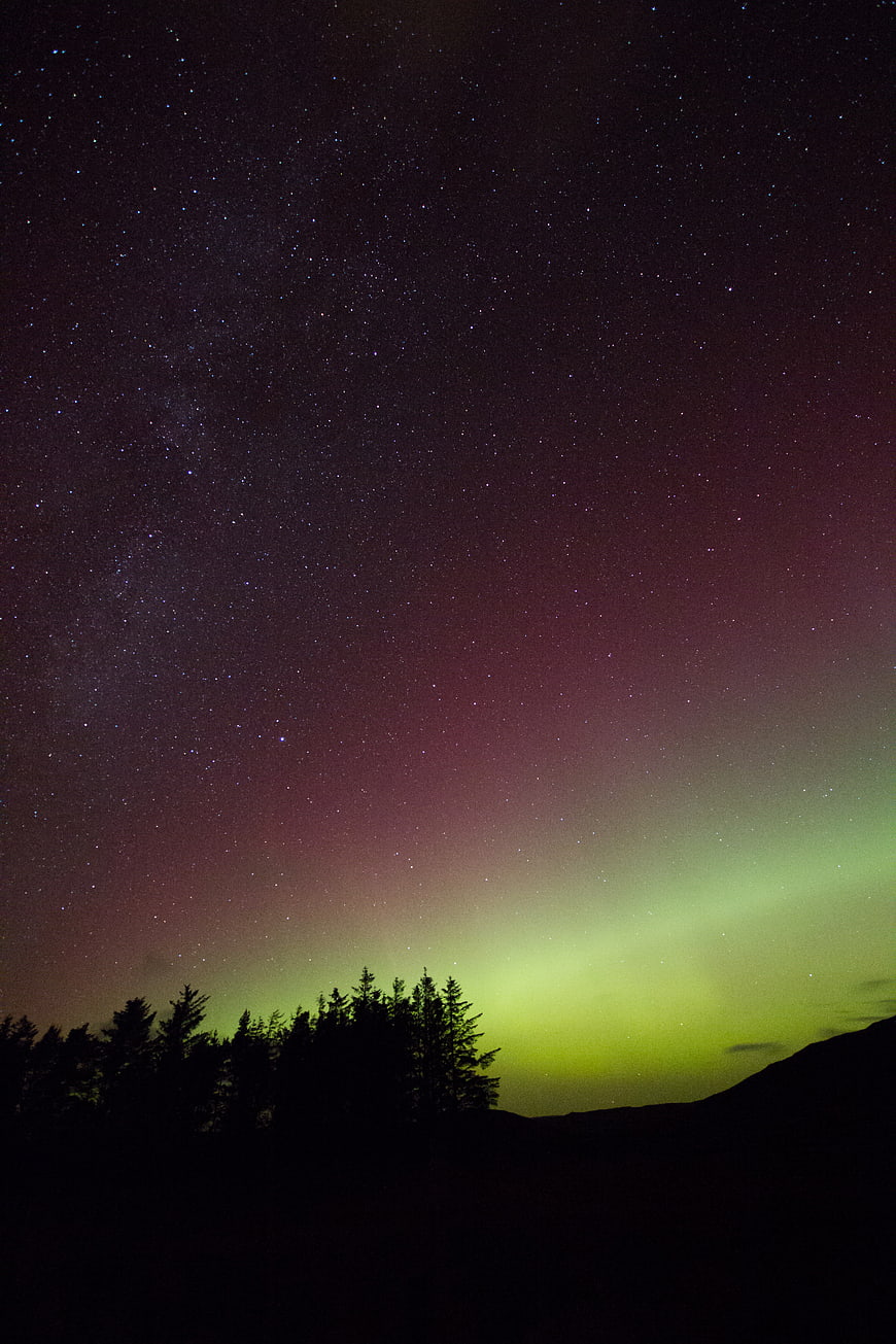Aurora Borealis over Silhouetted Pine Forest at Night
