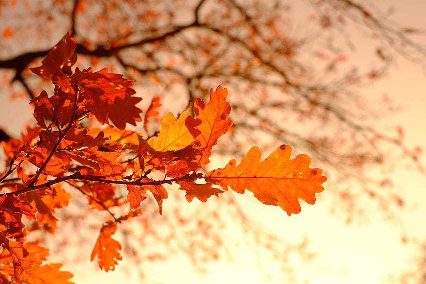 Vibrant Orange Autumn Oak Leaves Backlit by Golden Sunlight