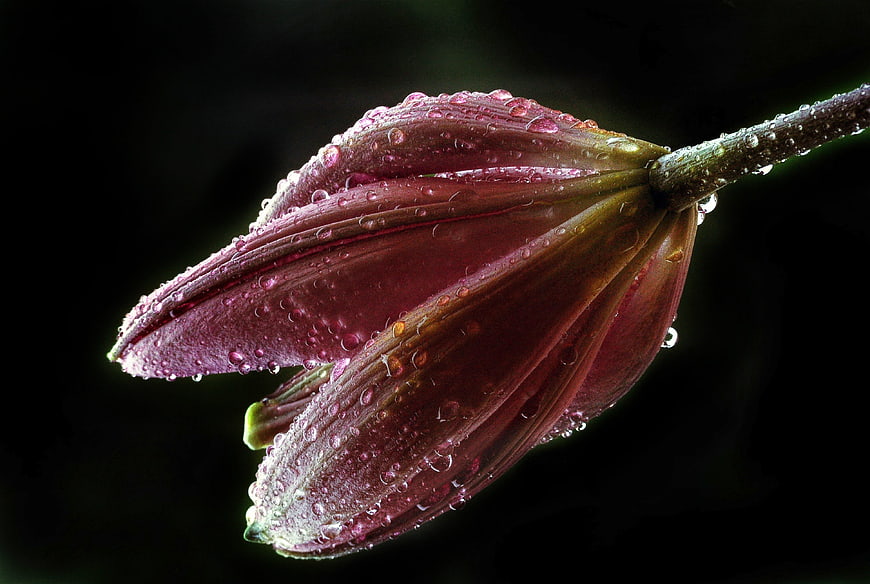 Close-up of a purple lily bud with water droplets on dark background