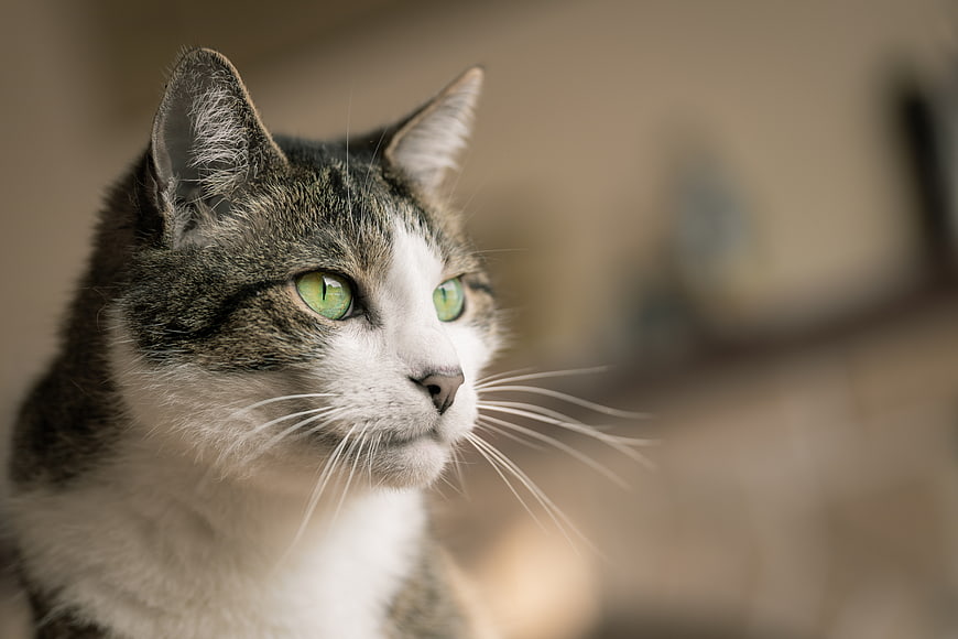 Close-up portrait of a tabby and white cat with green eyes