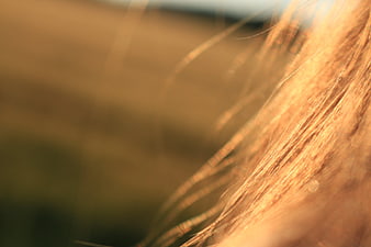 Close-up of golden brown hair strands in sunlight
