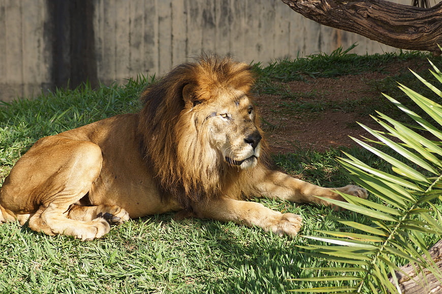Majestic male lion resting on grass in zoo enclosure