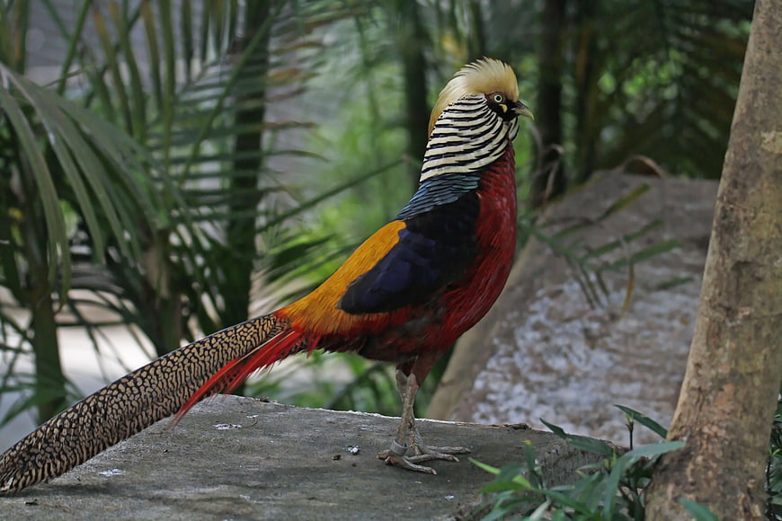 Golden Pheasant Standing on Rock in Natural Habitat