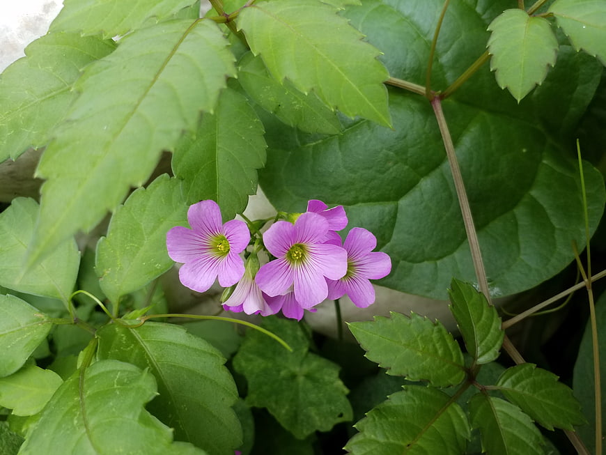 Pink Wood Sorrel Flowers Amidst Green Leaves