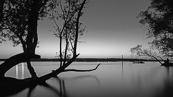 Silhouetted Trees by Lake at Dusk