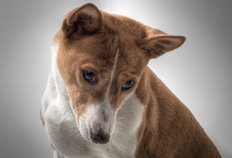 Sad brown and white dog portrait looking down