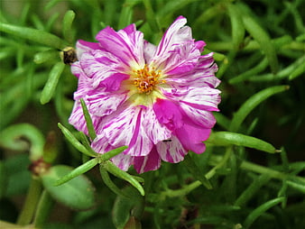 Close-up of Pink and White Striped Moss Rose Flower
