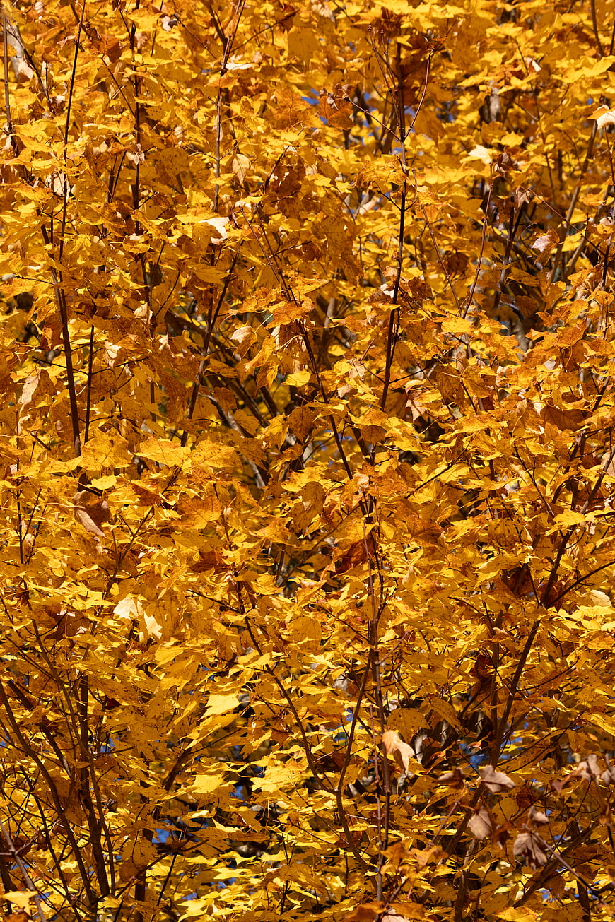 Vibrant Yellow Autumn Maple Leaves in Sunlight