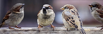 Four sparrows perched on a wooden fence rail