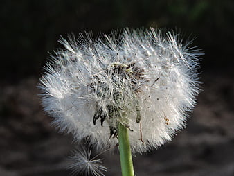 Close-up of a fluffy white dandelion seed head against a dark background