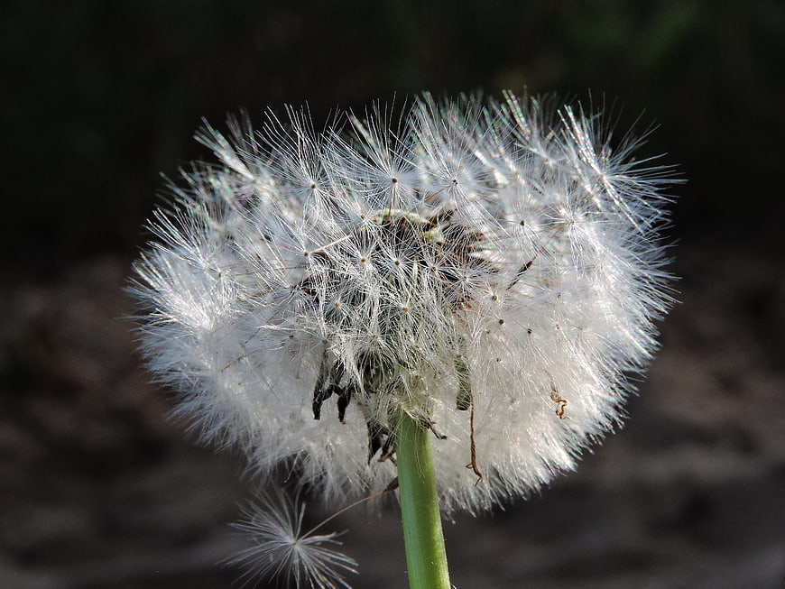 Close-up of a fluffy white dandelion seed head against a dark background