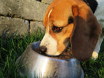 Close-up of a Beagle Eating Dry Food from a Metal Bowl