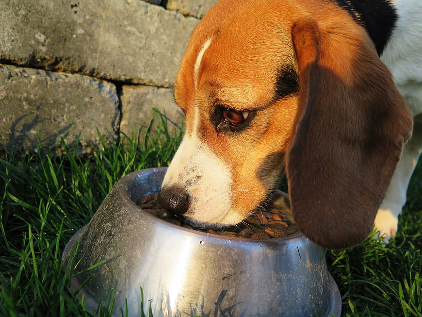 Close-up of a Beagle Eating Dry Food from a Metal Bowl