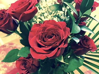 Close-up of vibrant red roses with green leaves and baby's breath