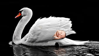 Newborn baby sleeping on a white swan wing in dark water