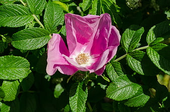 Vibrant Pink Rose Flower Close-Up in Green Garden