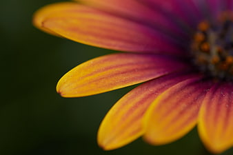 Close-up of vibrant yellow and purple flower petals