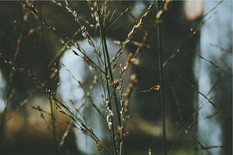 Close-up of delicate wild grass stems in soft focus