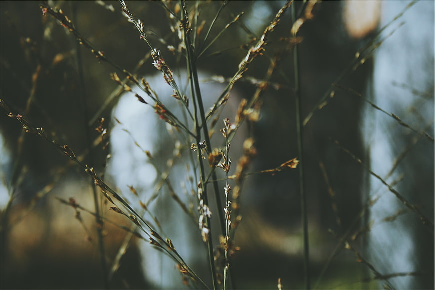 Close-up of delicate wild grass stems in soft focus