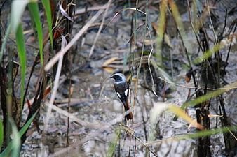 Small bird perched on reed in marshy wetland habitat