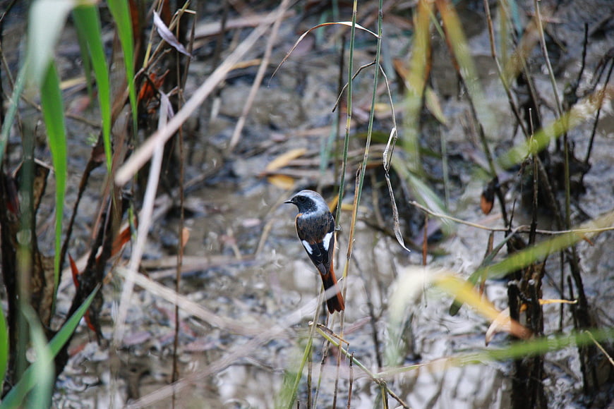 Small bird perched on reed in marshy wetland habitat