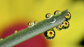 Macro water droplets reflecting yellow flower on green leaf