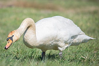 White Mute Swan Grazing in Green Grass Field