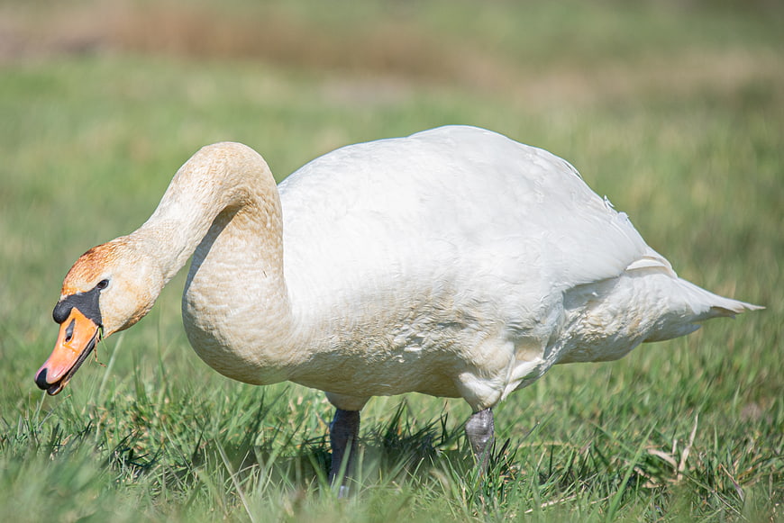 White Mute Swan Grazing in Green Grass Field