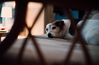 Sad Dog Resting on Couch Through Chair Legs
