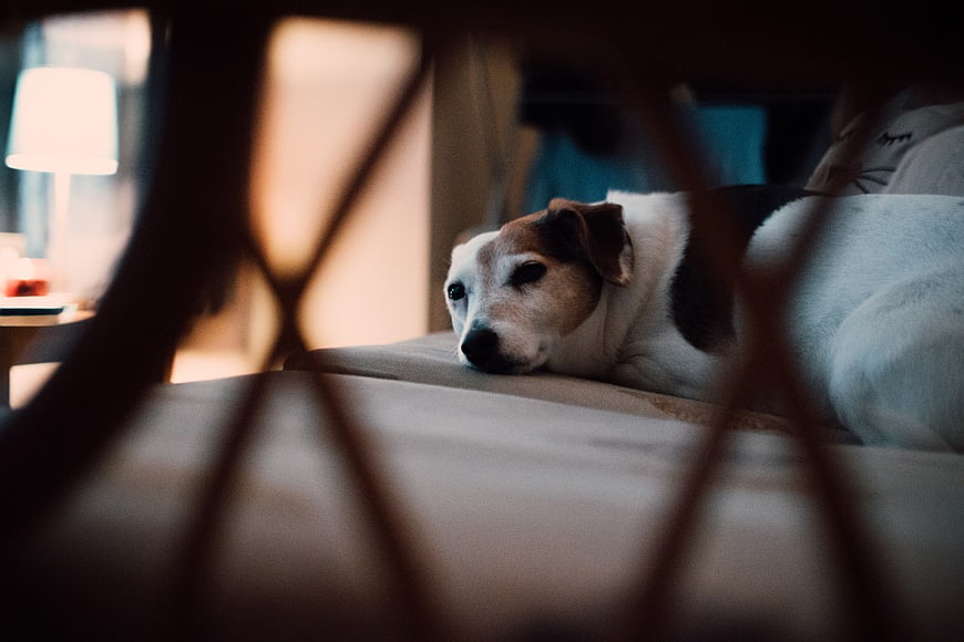 Sad Dog Resting on Couch Through Chair Legs