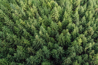 Aerial View of Dense Coniferous Forest Canopy