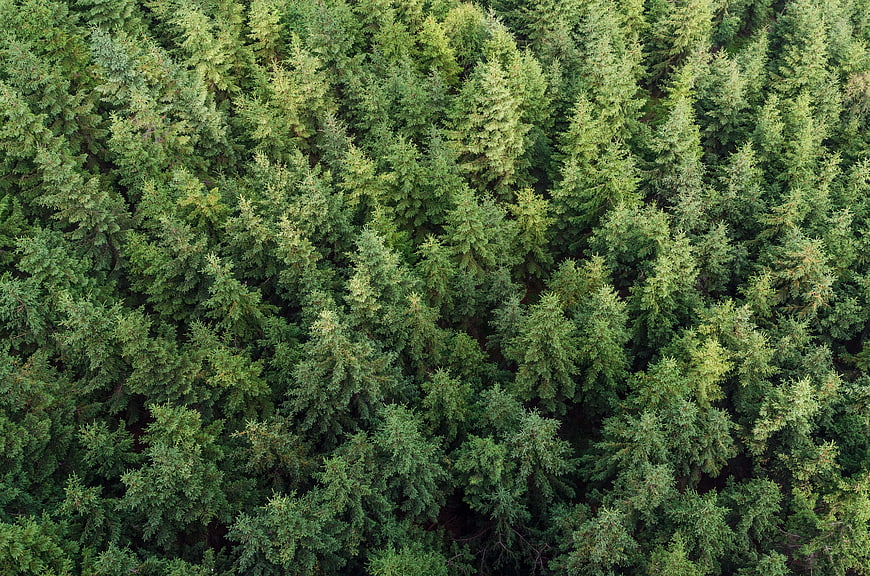 Aerial View of Dense Coniferous Forest Canopy