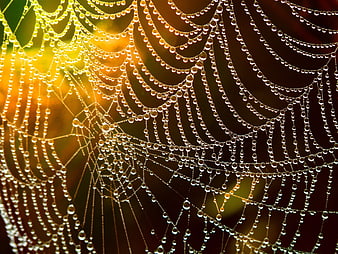 Golden Morning Dewdrops on Spider Web Close Up