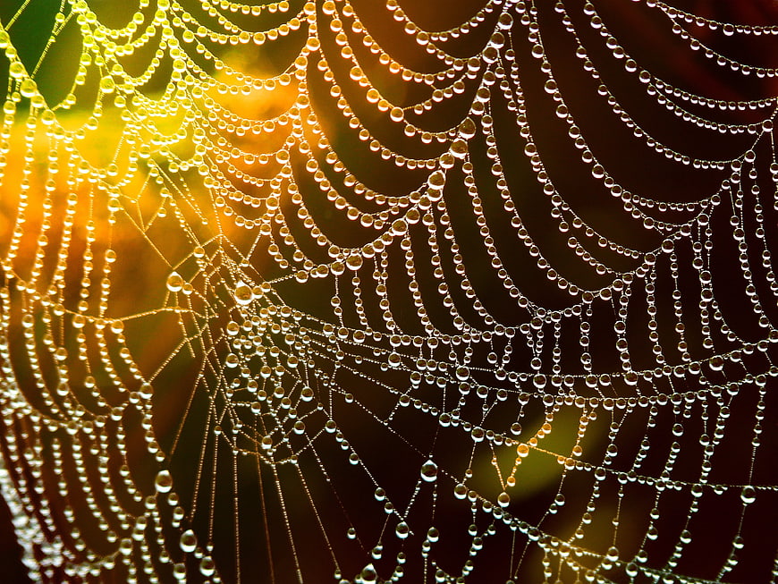 Golden Morning Dewdrops on Spider Web Close Up