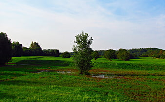 Lush Green Meadow with Solitary Tree and Stream