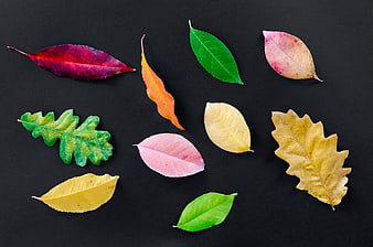 Colorful autumn leaves arranged on black background