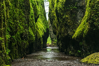 Mossy Rock Canyon with Stream and Ferns
