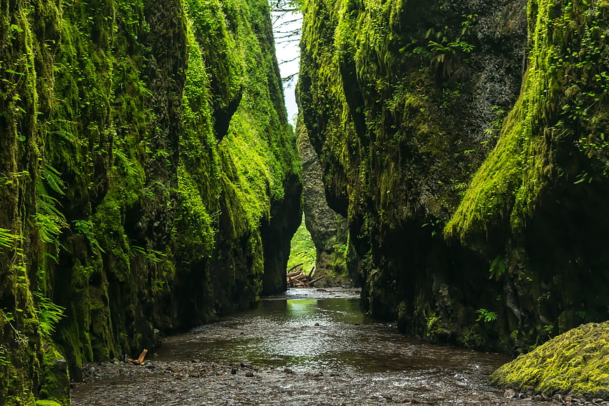 Mossy Rock Canyon with Stream and Ferns