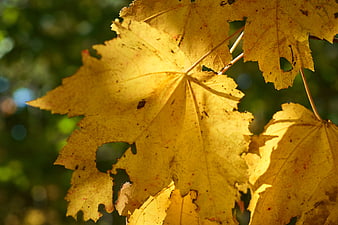 Close-up of Golden Yellow Maple Leaves in Autumn Sunlight