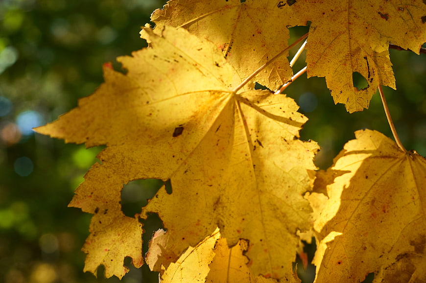 Close-up of Golden Yellow Maple Leaves in Autumn Sunlight