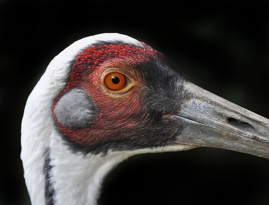 Close-up Portrait of a Grey Crowned Crane Head