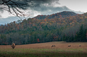 Wildlife in Autumn Landscape with Mountain and Forest